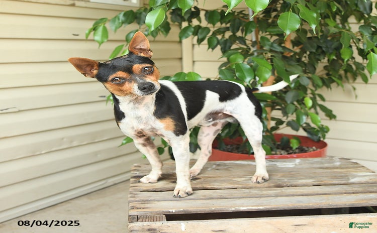 Rat Terrier dogs for sale - Ad 3