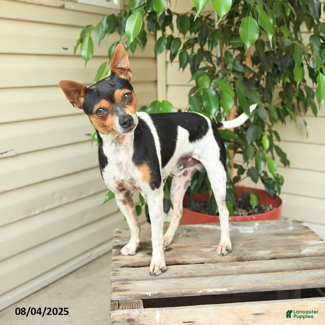 Rat Terrier dogs for sale: Pepper - Image 1