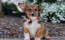 Welsh Corgi Pembroke dogs for sale: Daisy - Image 9