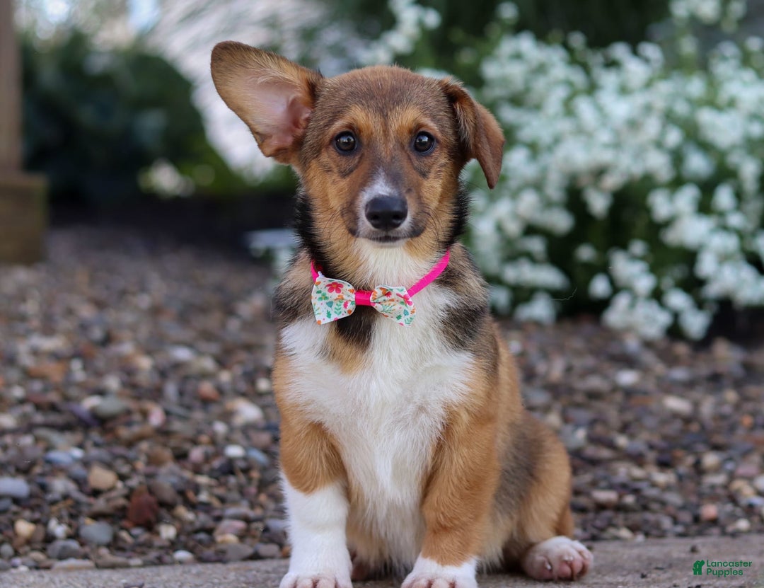 Welsh Corgi Pembroke dogs for sale: Daisy - Image 9
