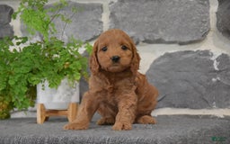 Cockapoo dogs for sale: Shalora - Image 3