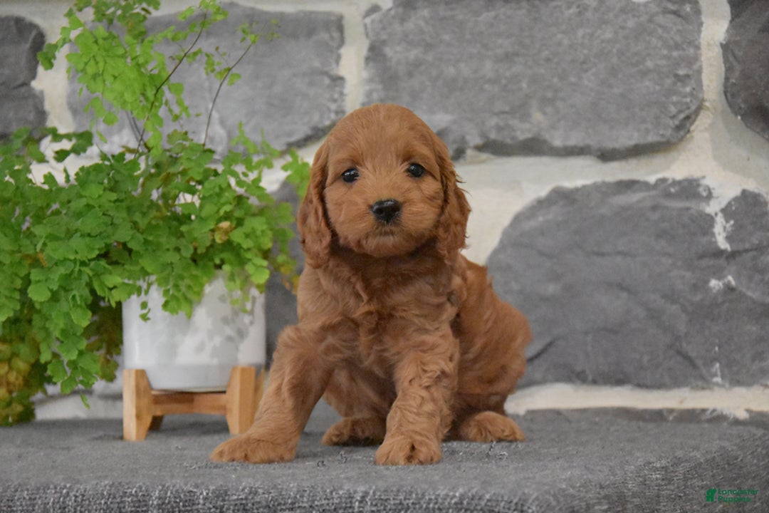 Cockapoo dogs for sale: Shalora - Image 3