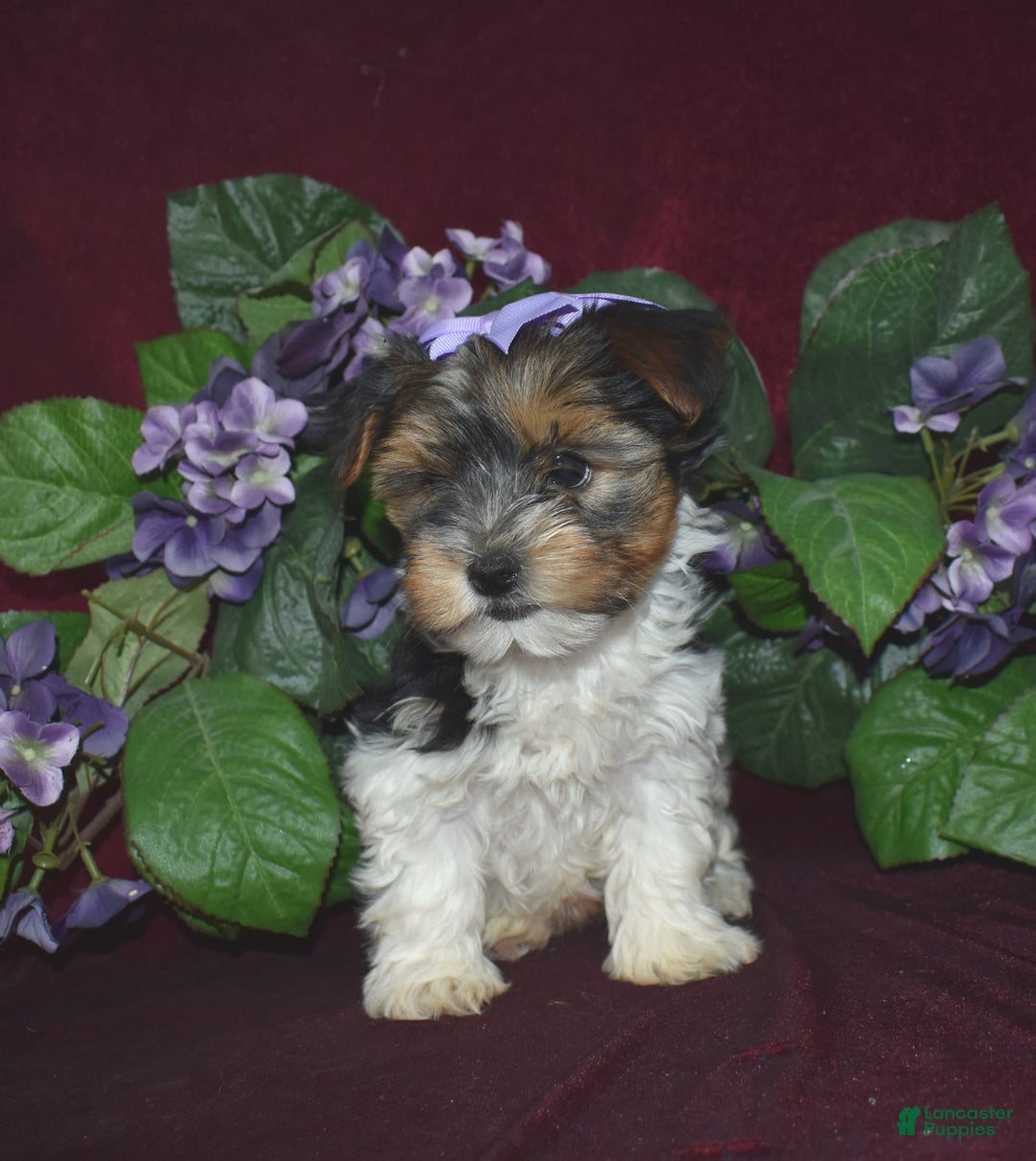 Yorkshire Terrier dogs for sale: Suzie - Image 1