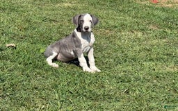 Great Dane dogs for sale: Great Dane 4 puppies - Image 6