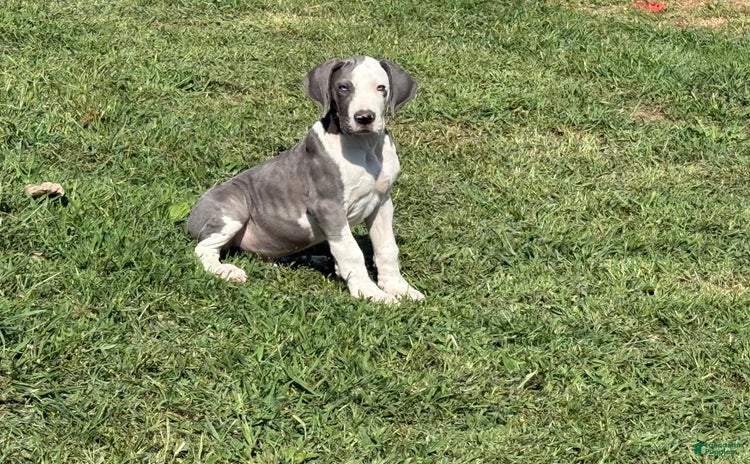 Great Dane dogs for sale - Ad 2