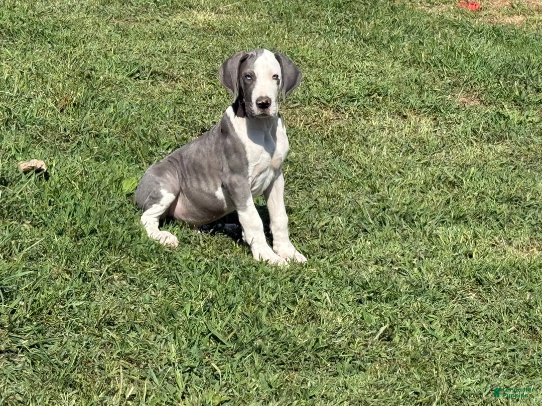 Great Dane dogs for sale: Great Dane 4 puppies - Image 6