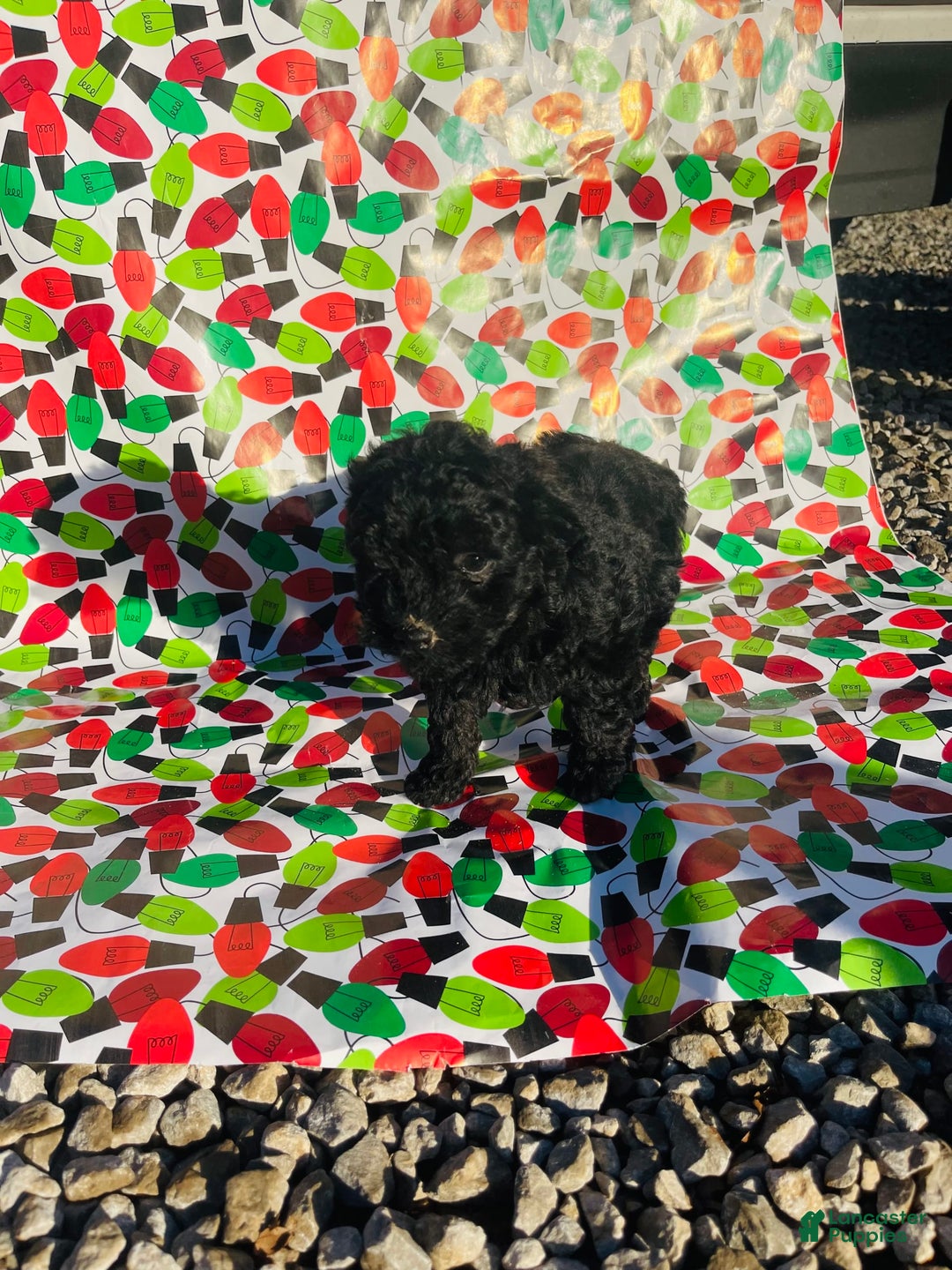 Miniature Poodle dogs for sale: Maxs - Image 2