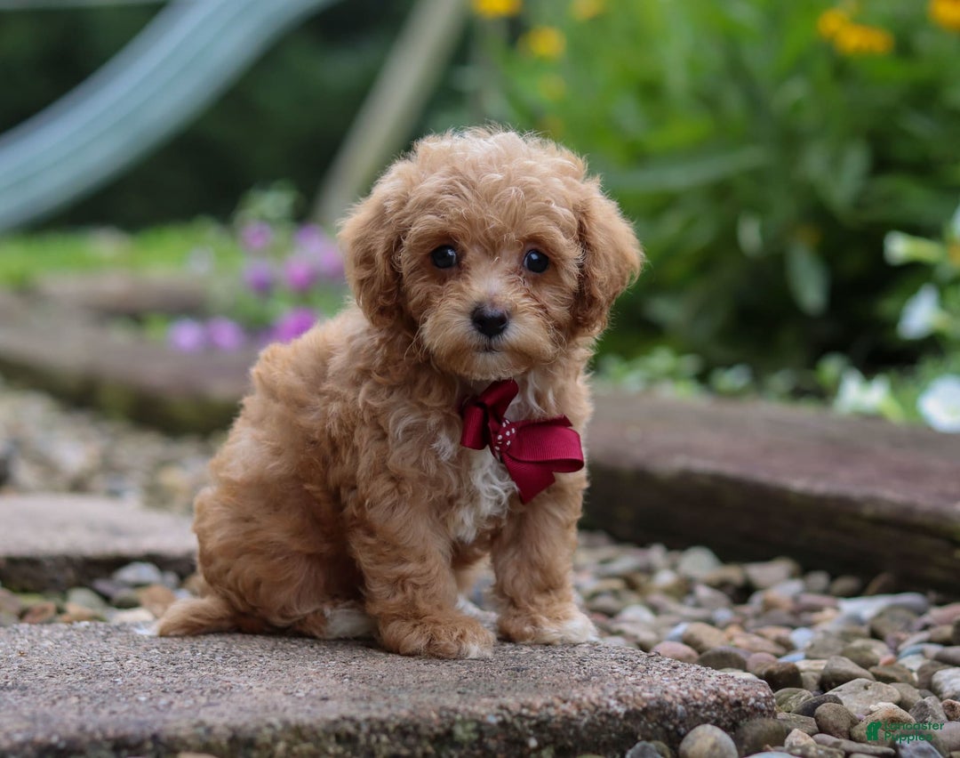 Miniature Poodle dogs for sale: Kylar - Image 5