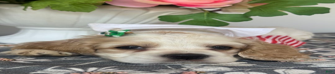 Oscar