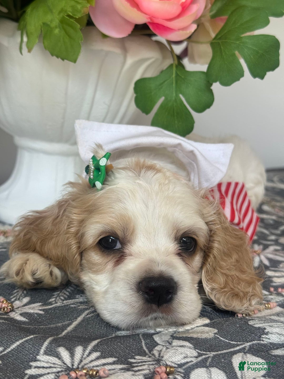 Cocker Spaniel dogs for sale: Oscar - Image 2