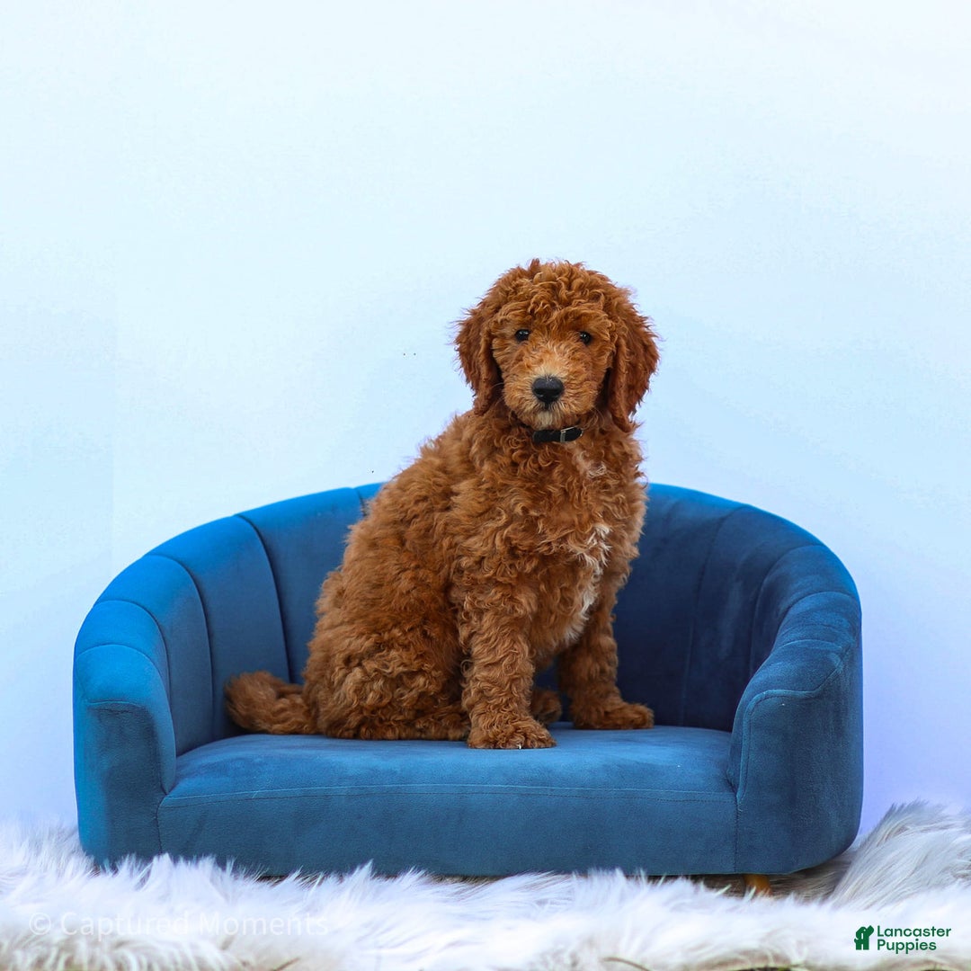 Standard Poodle dogs for sale: Ronnie - Image 8
