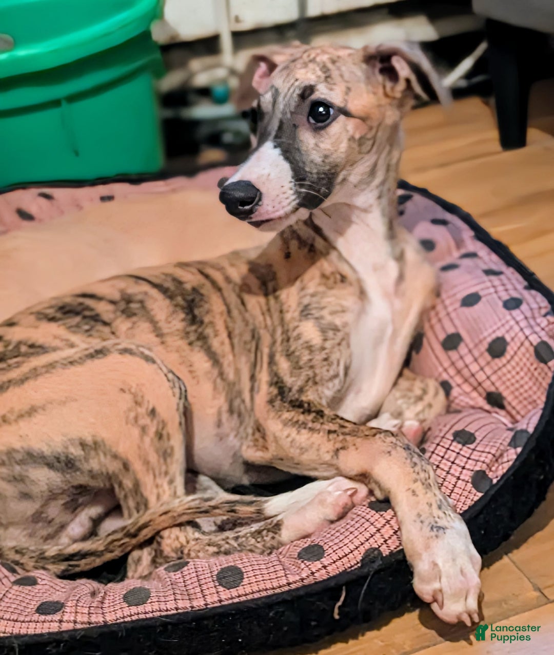 Whippet dogs for sale: Billy - Image 5