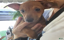 Chihuahua dogs for sale: Toby - Image 5