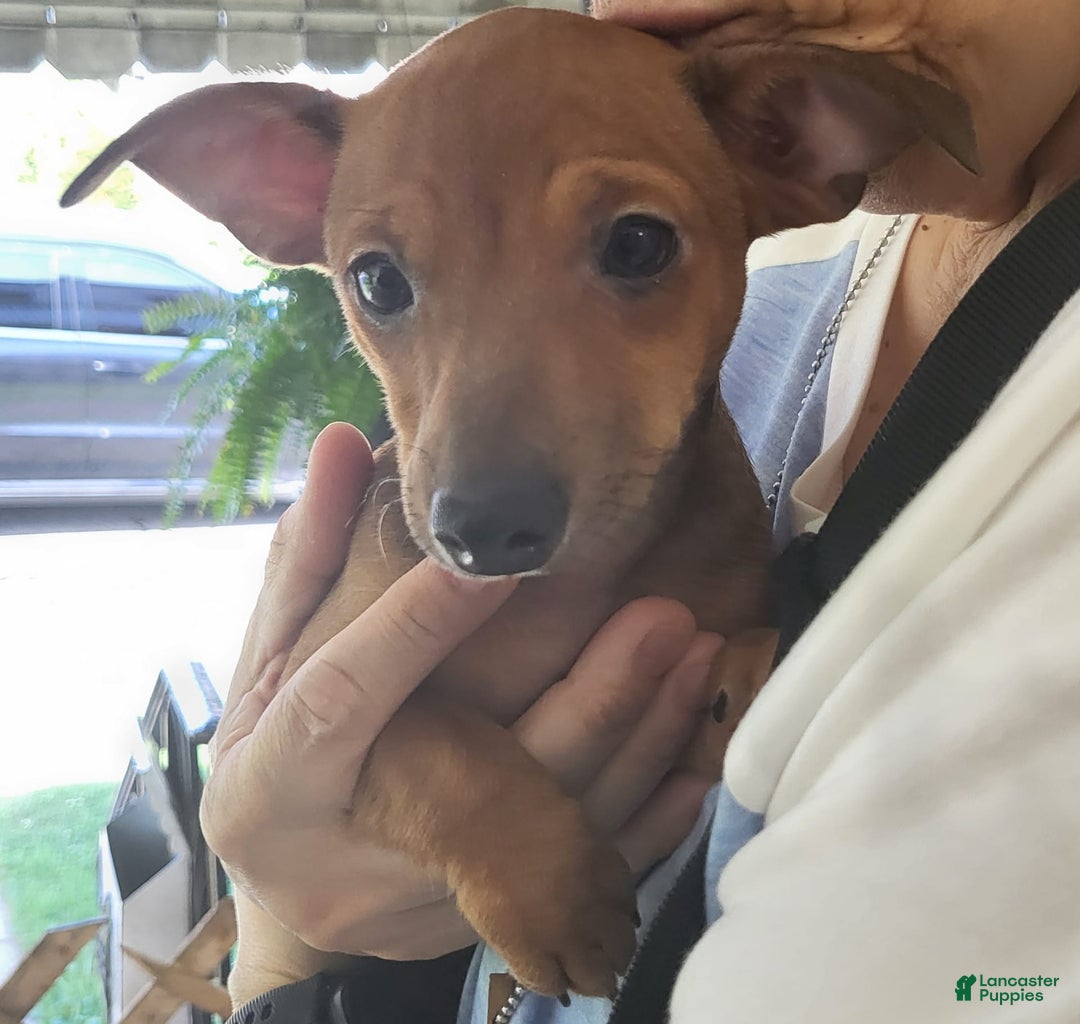 Chihuahua dogs for sale: Toby - Image 5