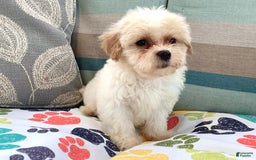 Havapoo dogs for sale: Jace - Image 4