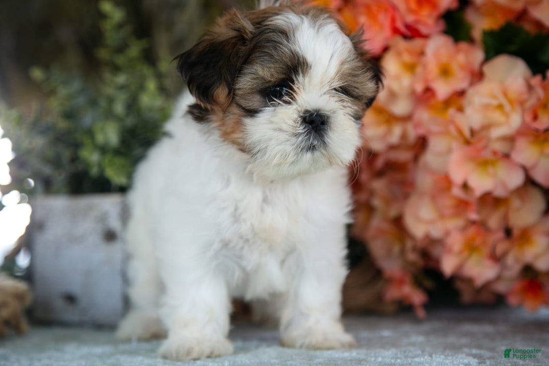 Shih Tzu dogs for sale: Jewel - Image 3