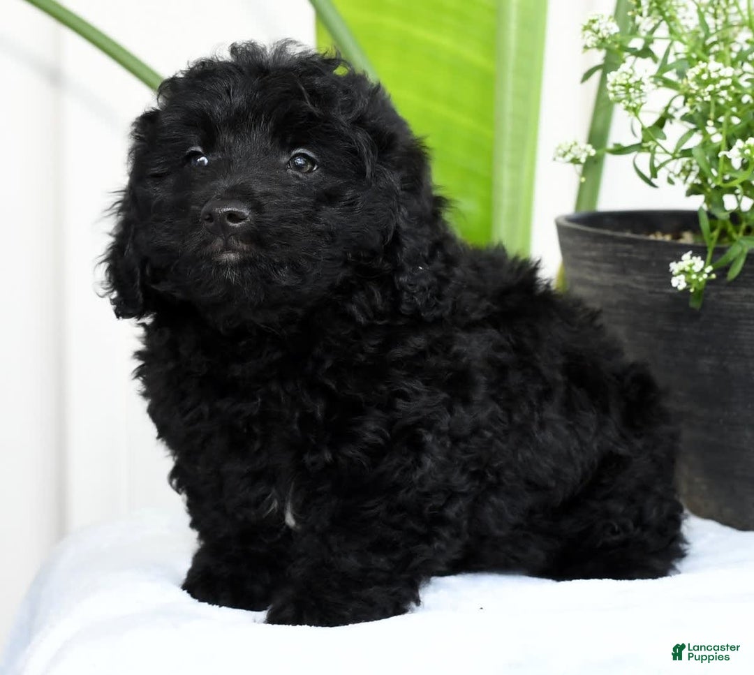 Mini Goldendoodle dogs for sale: Harry - Image 5