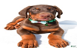 Doberman Pinscher dogs for sale: Toby - Image 5