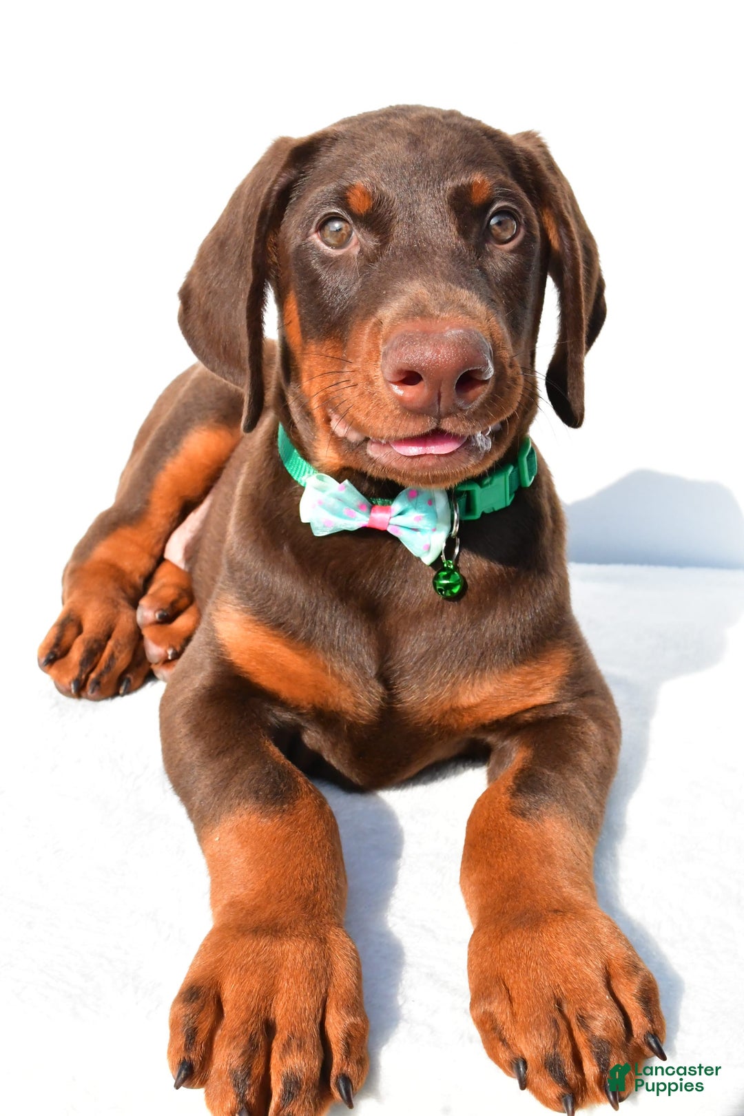 Doberman Pinscher dogs for sale: Toby - Image 5