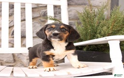 Basset Hound dogs for sale: Benny - Image 1