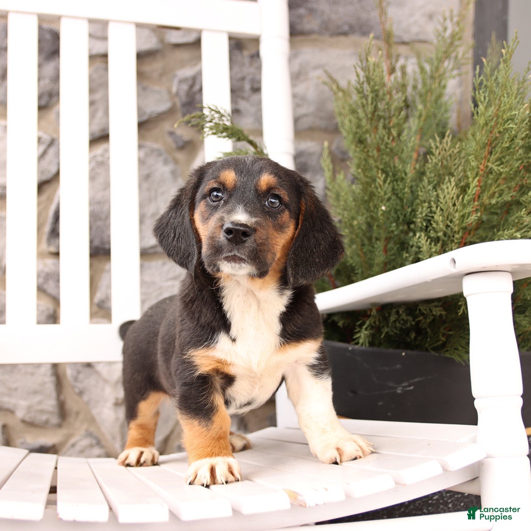 Basset Hound dogs for sale: Benny - Image 1