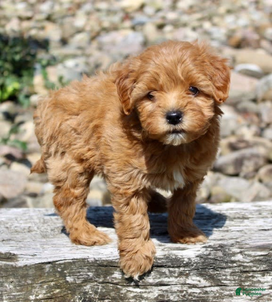 Mini Goldendoodle dogs for sale: Kala - Image 7