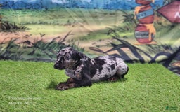 Catahoula Leopard Dog dogs for sale: Houdini 2025 Male 2 - Image 13