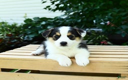 Welsh Corgi Pembroke dogs for sale: Casper - Image 3