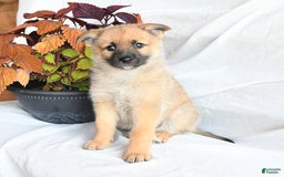 Pomsky dogs for sale: Tricky - Image 5