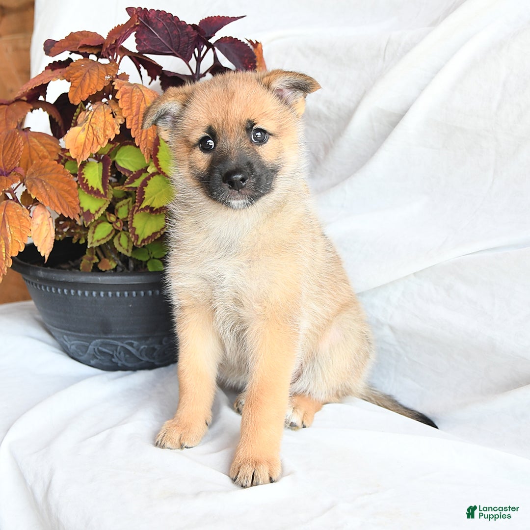 Pomsky dogs for sale: Tricky - Image 5