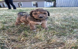 Standard Poodle dogs for sale: Alda - Image 2