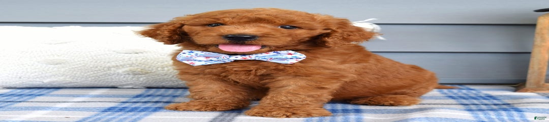 Cooper