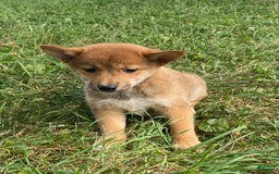 Shiba Inu dogs for sale: Izzy - Image 3