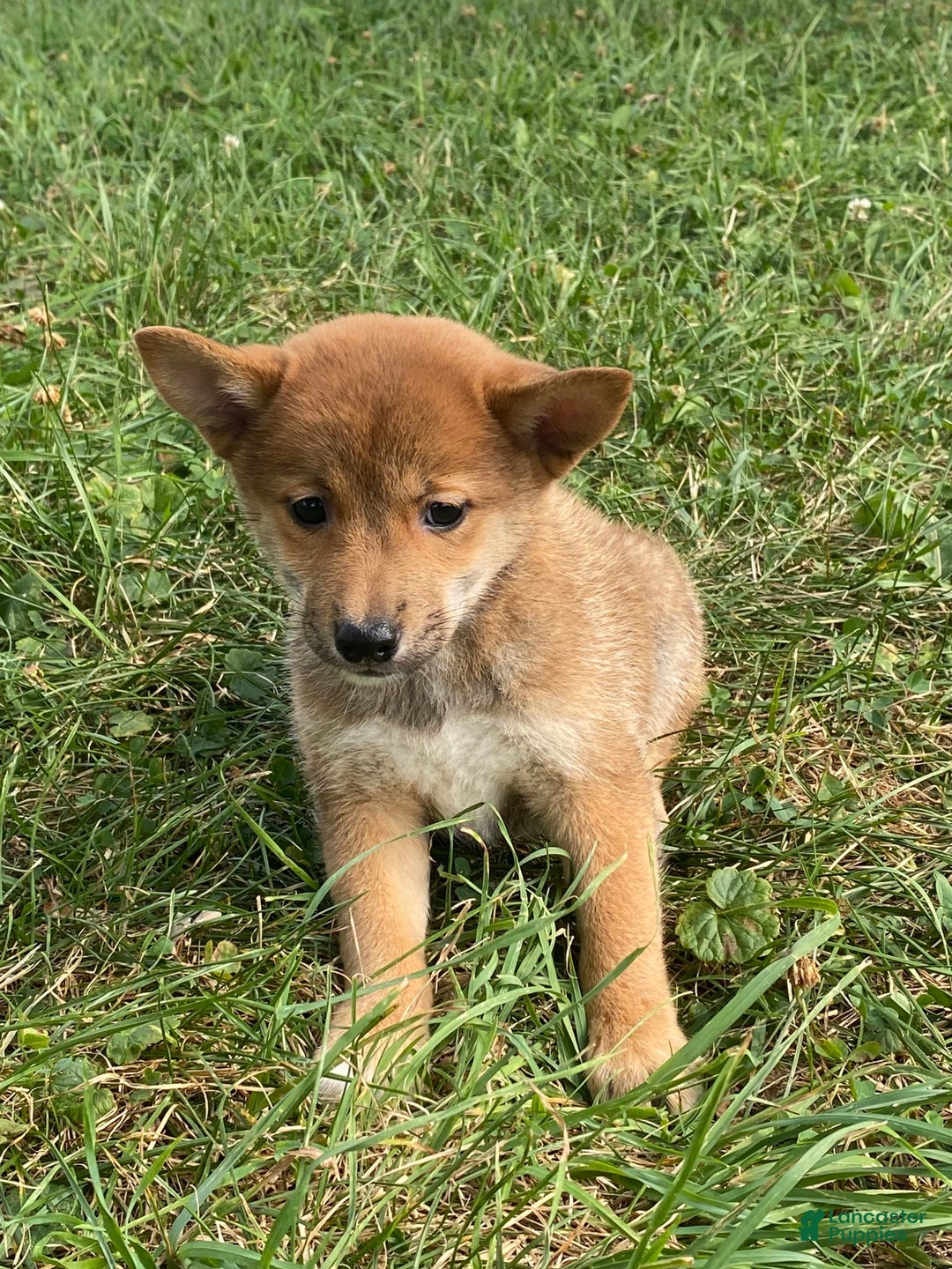 Shiba Inu dogs for sale: Izzy - Image 3