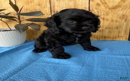 Cocker Spaniel dogs for sale: Tina - Image 14
