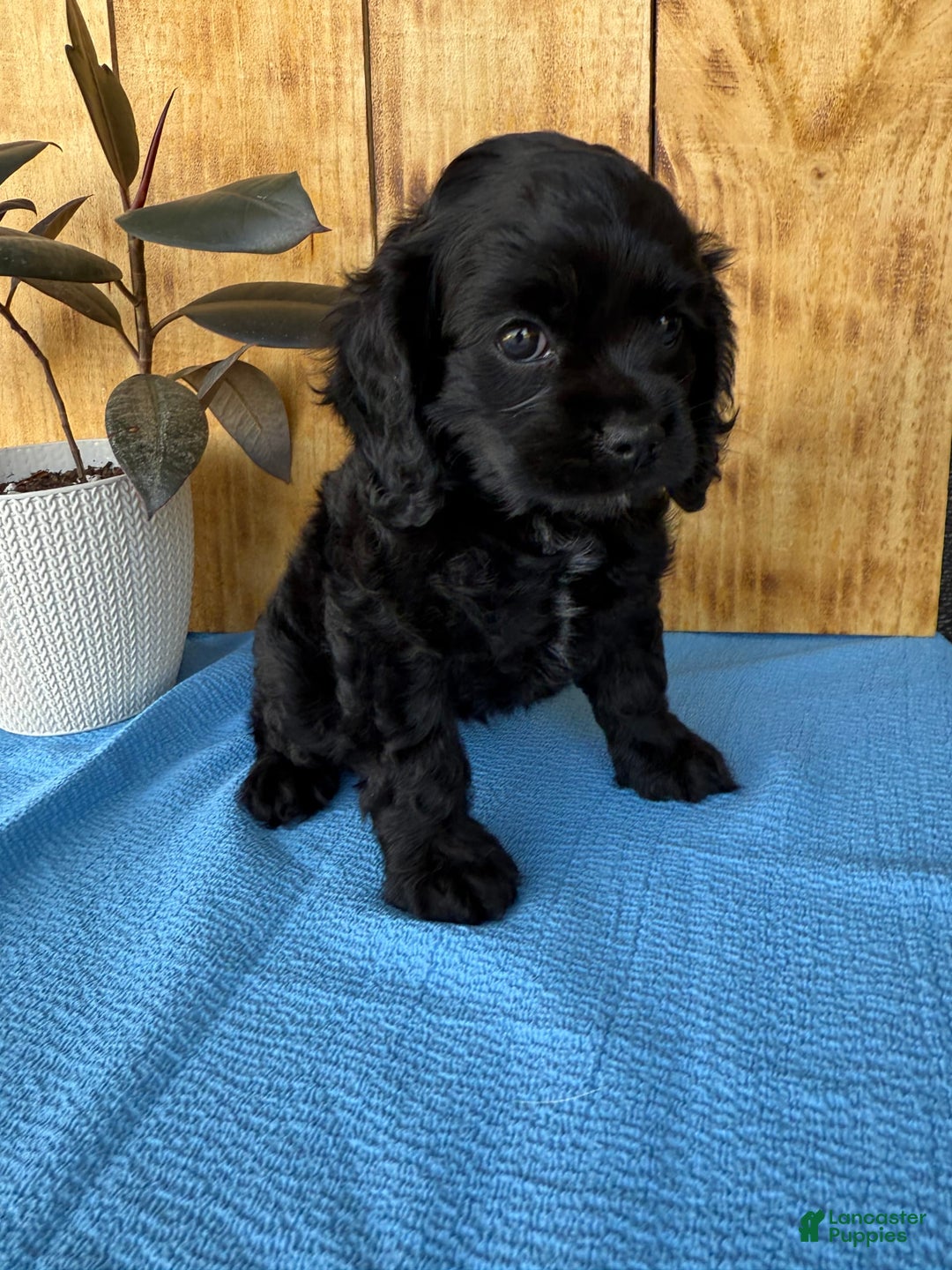 Cocker Spaniel dogs for sale: Tina - Image 14