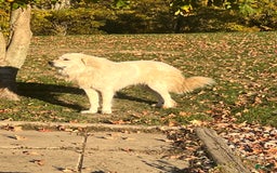 Great Pyrenees dogs for sale: Maverick - Image 1