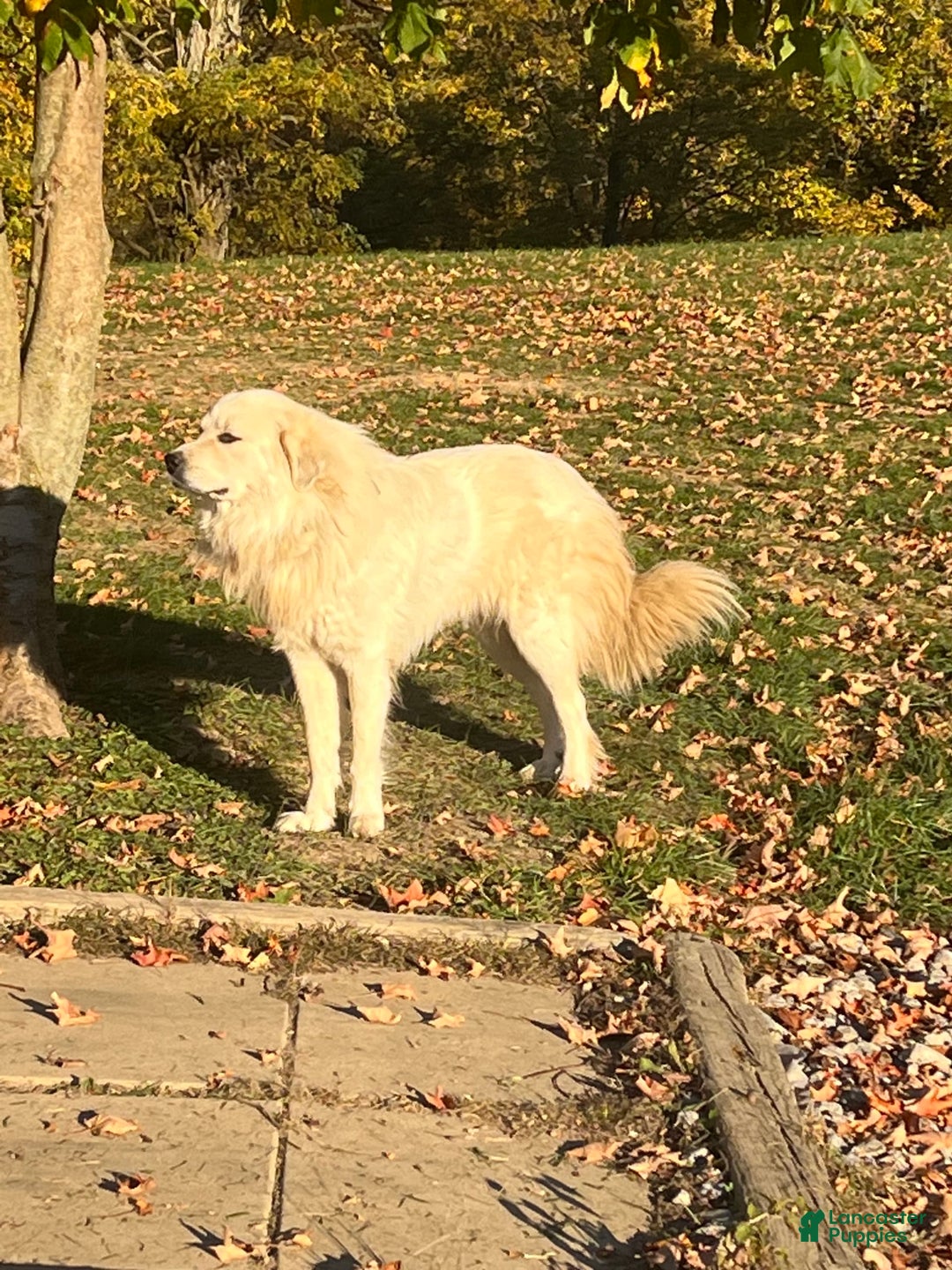 Great Pyrenees dogs for sale: Maverick - Image 1
