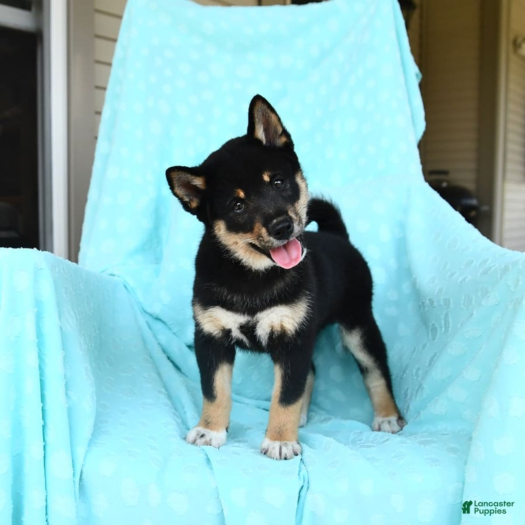 Shiba Inu dogs for sale: Warrior - Image 9