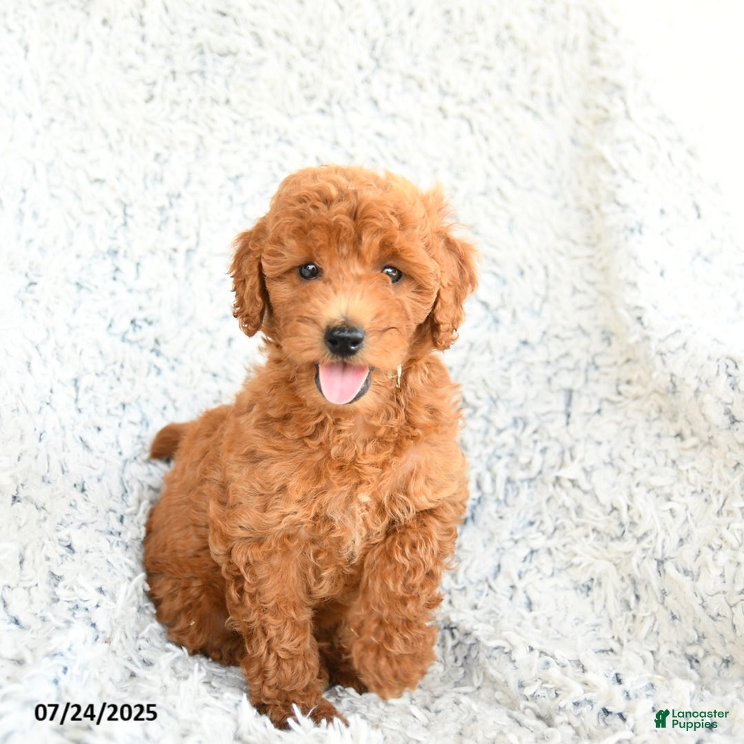  dogs for sale: Mini Goldendoodle 8 puppies - Image 8
