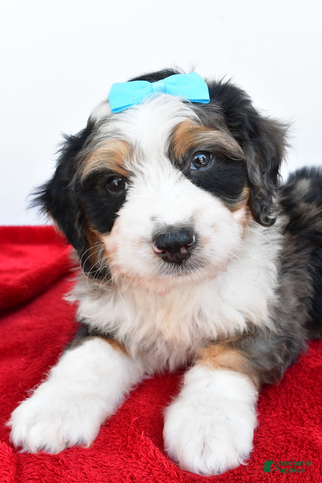 Mini Bernedoodle dogs for sale: Mini Bernedoodle 5 puppies - Image 19