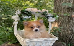 Pomeranian dogs for sale: Betsy - Image 7