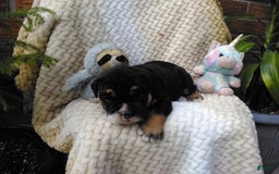 Olde English Bulldogge dogs for sale: Archer - Image 10