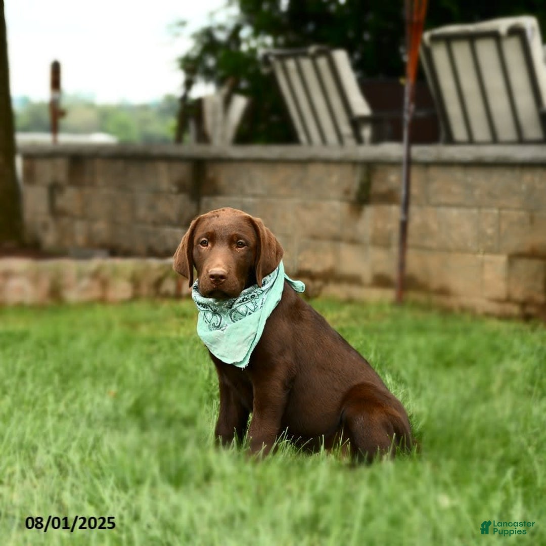 Labrador Retriever dogs for sale: Whimsy - Image 5