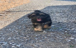 Lhasapoo dogs for sale: Jinny - Image 7