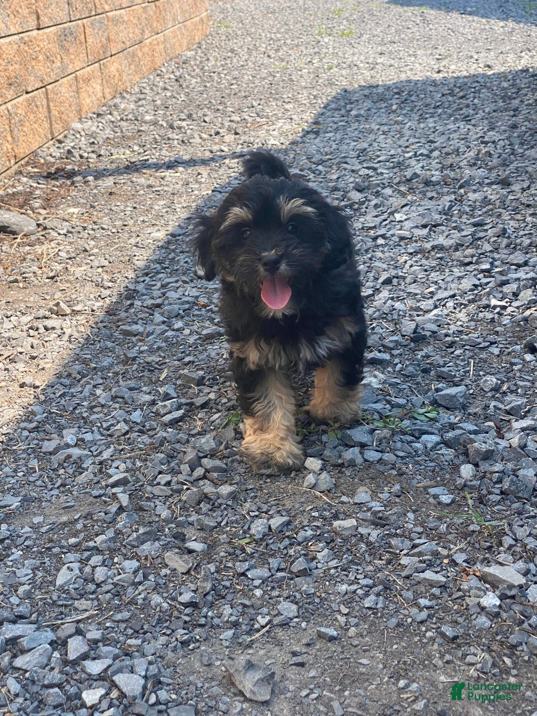 Lhasapoo dogs for sale: Jinny - Image 7