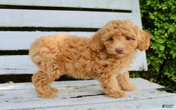 Miniature Poodle dogs for sale: Ron - Image 7