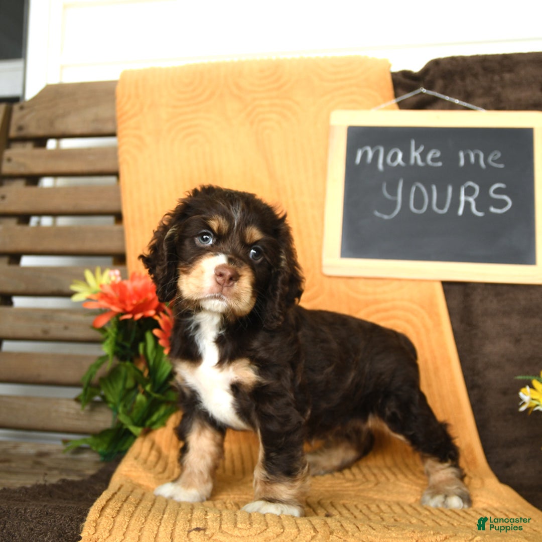 Cocker Spaniel dogs for sale: Pippi - Image 5