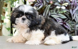 Shih Tzu dogs for sale: Debbie - Image 5