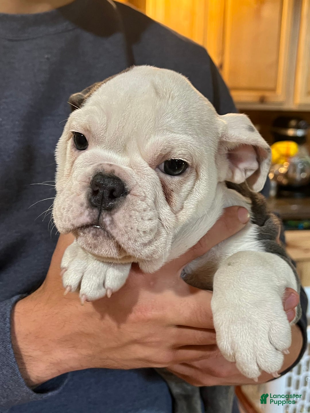 English Bulldog dogs for stud: Jenny - Image 4